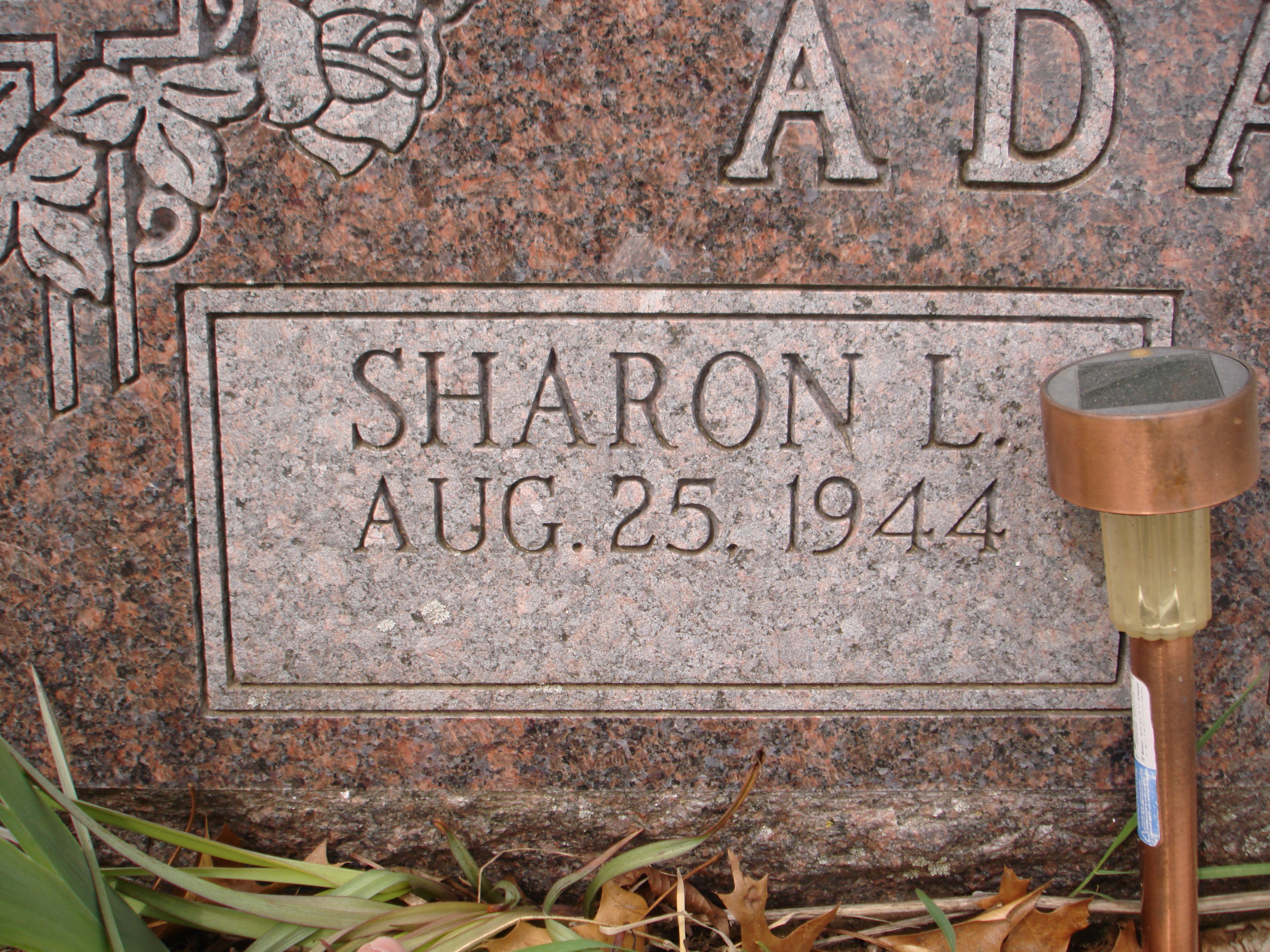 Portrait of Sharon Lee Young